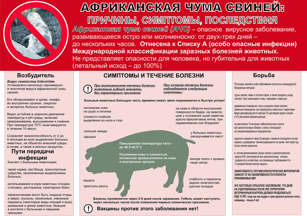 Африканская чума свиней: причины, симптомы, последствия.